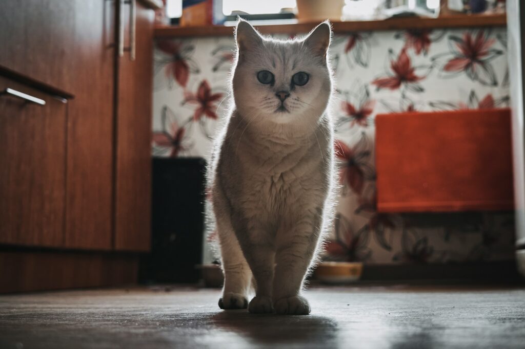 a cat standing on the floor in a kitchen