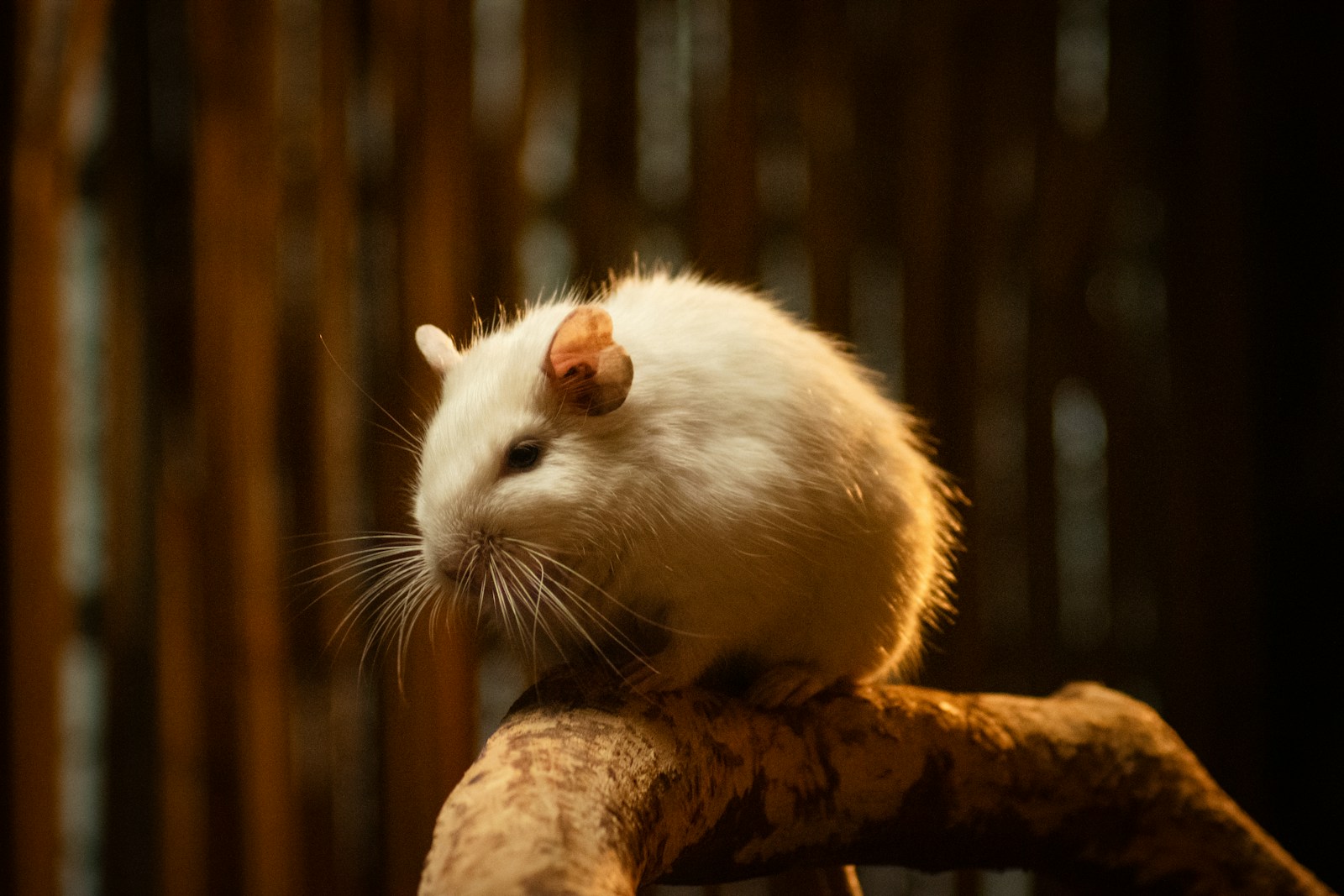 A small white gerbil sits on a branch.