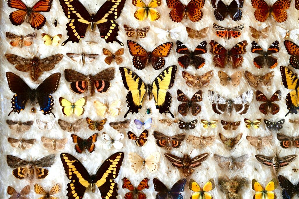 a wall full of different types of butterflies