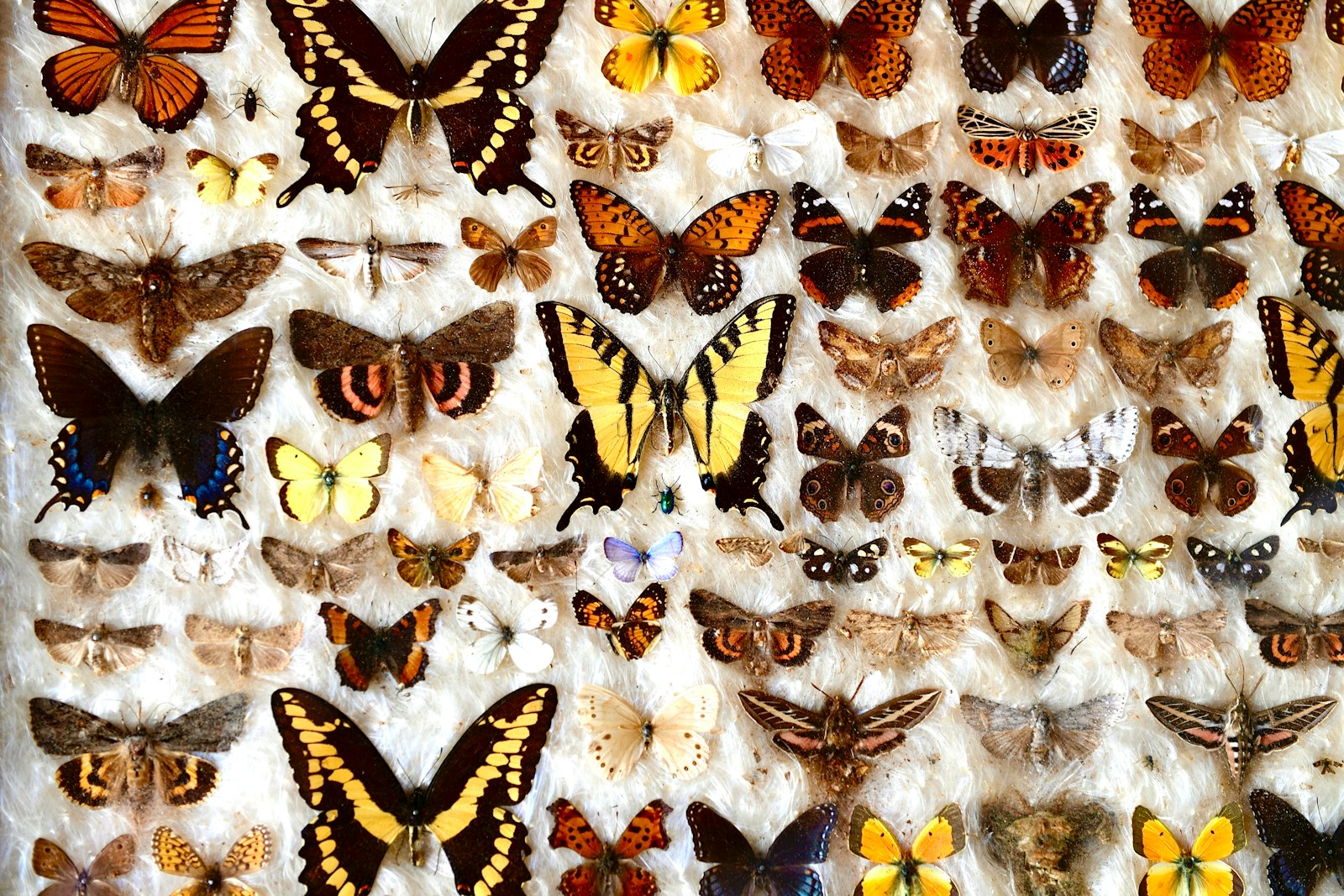 a wall full of different types of butterflies